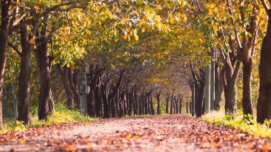 秋天吹过落满金黄色树叶的森岭小道路