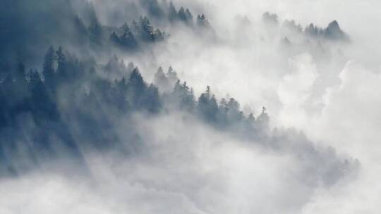 云雾缭绕的森林清晨晨雾雾气