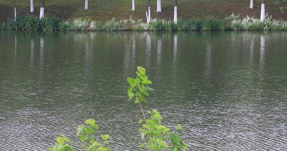 春天城市湿地公园美丽湖景