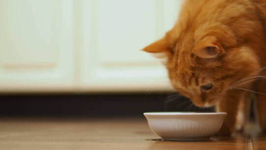 吃食物的小猫视频素材模板下载