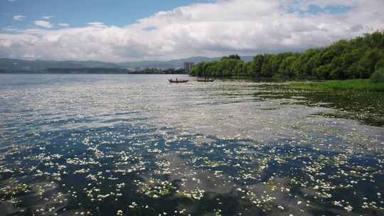 大理洱海海菜花海