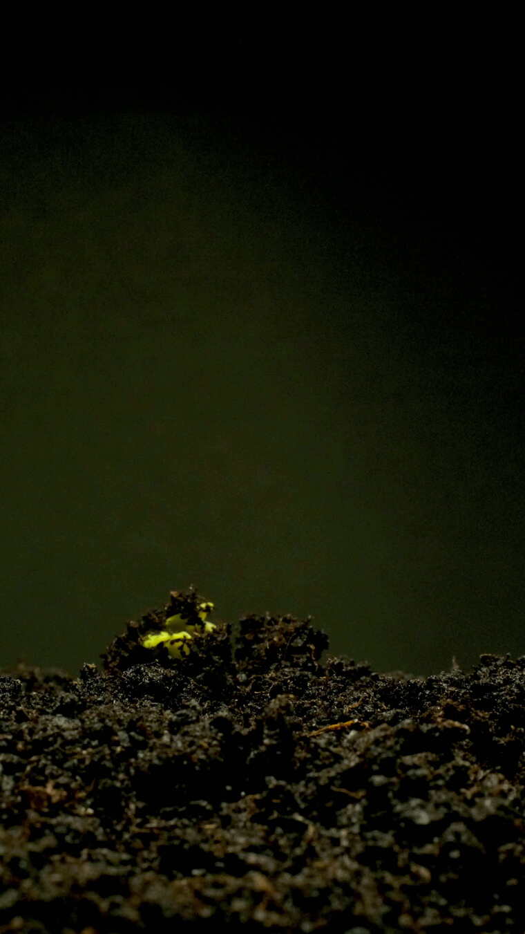 种子发芽  植物生长延时拍摄