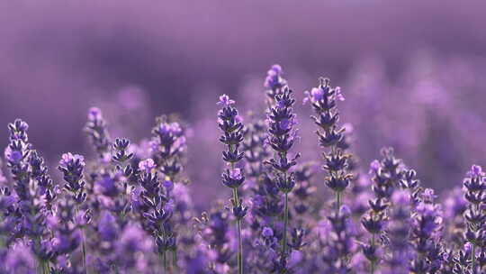 薰衣草特写花海