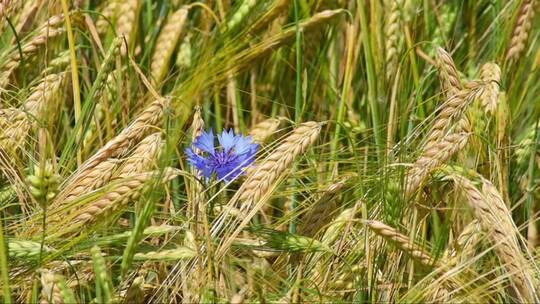 麦田里的一朵蓝花