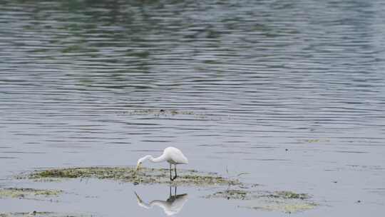 湿地的白鹭觅食
