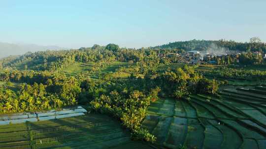 巴厘岛，水稻，稻田，种植园