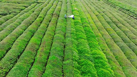 茶园航拍空镜