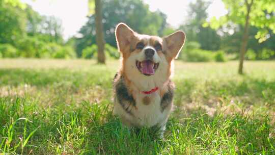 柯基犬，狗，宠物，犬