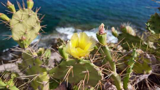 海边仙人掌开花