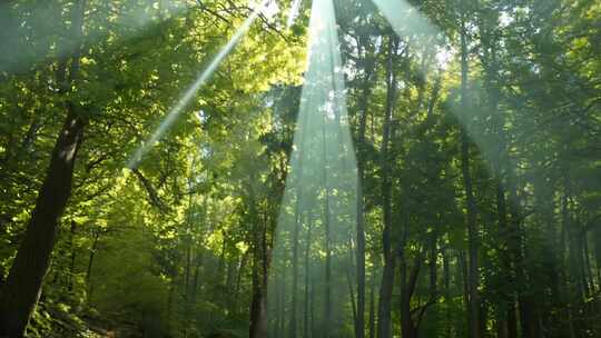 树阴 光阴 枝头 阳光 划过 光影