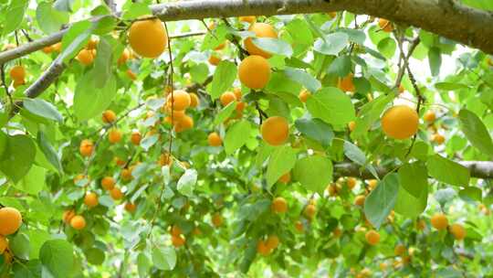 水果采摘 黄杏