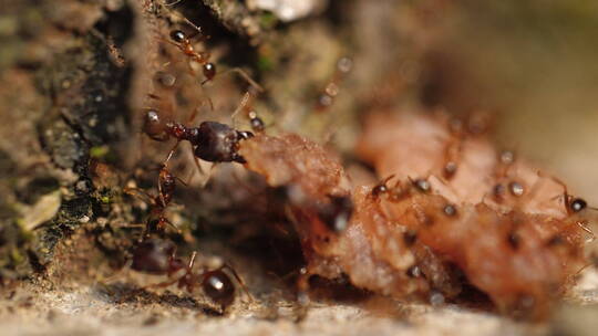 一群蚂蚁齐心协力搬运食物微距特写镜头