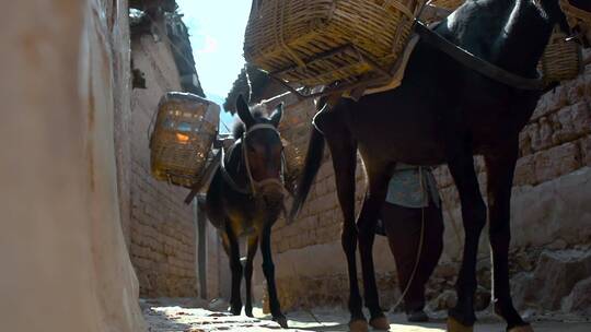 马帮慢镜头视频中国西南农村驮货物的马匹视频素材模板下载
