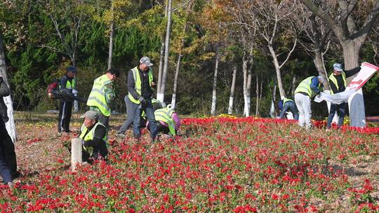 城市清洁工正在栽种花卉美化城市绿化