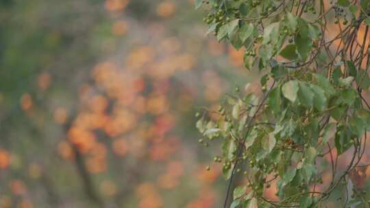 杭州萧山临浦横一村梅里探柿秋天丰收柿子树