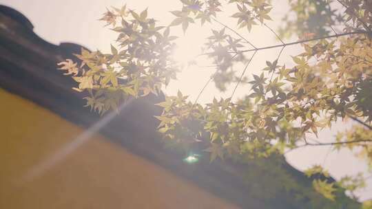 初秋阳光透过树叶光影实拍视频素材模板下载