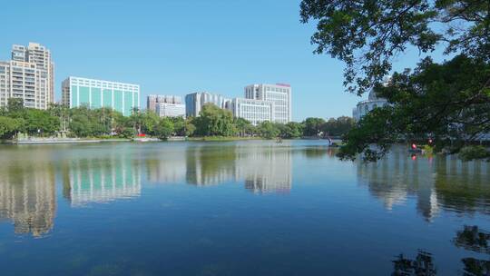 广州流花湖公园大榕树与城市现代高楼建筑