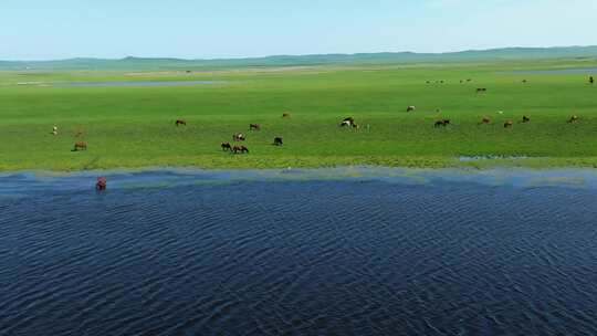 新疆草原上悠闲饮水的马群