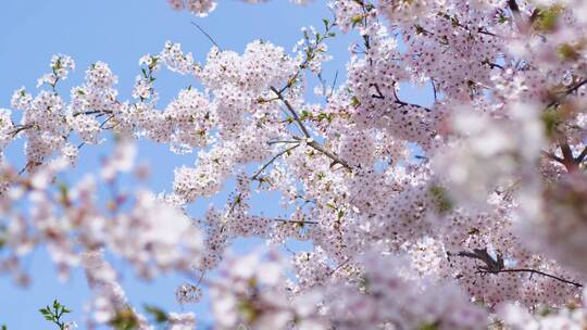 樱花空镜