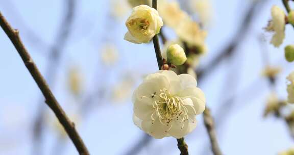 阳光轻轻摇摆梅花 立春花开微风 微距特写