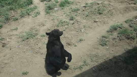新疆乌鲁木齐野生动物园黑熊