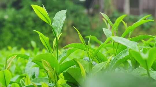 茶园茶叶茶茶山绿茶农业茶海采茶茶文化