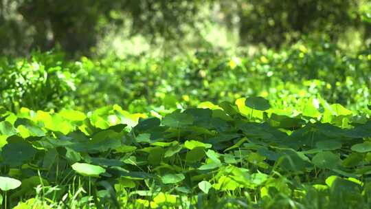 植物素材