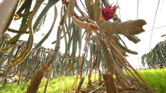 火龙果树 火龙果种植基地