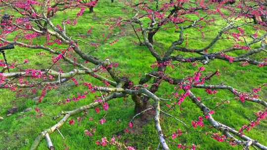 桃花树桃花林桃花山