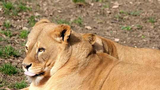 在野外休息的两只母狮子