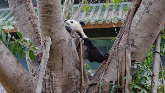 2024广州动物园游览游客大熊猫雅一视频素材模板下载