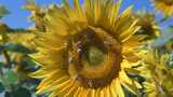 向日葵花朵蜜蜂采蜜特写高清在线视频素材下载