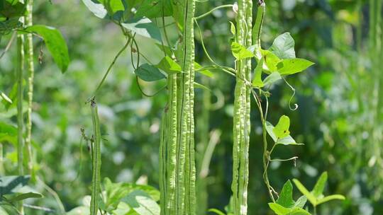 长豆角生长长豆角特写蔬菜种植基地