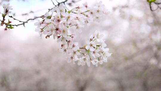 樱花空镜-特写-01