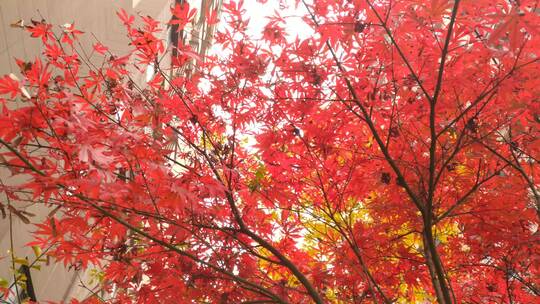 秋天红色的枫叶鸡爪槭
