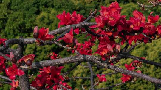 木棉树枝头盛开的红色花朵