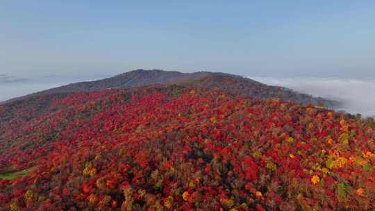 4K秋天五花山吉林东北秋景日出云海云雾逆光