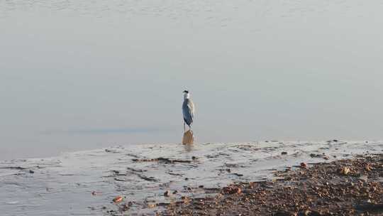 黄河入海口湿地苍鹭