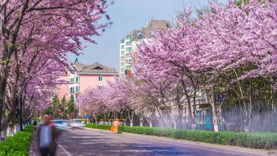 青岛春天樱花延时