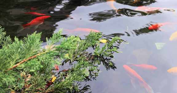 杭州径山寺许愿池锦鲤游泳慢镜头