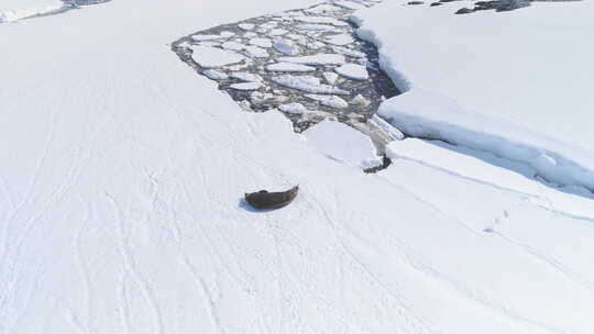 威德尔海豹休息南极洲雪鸟瞰图
