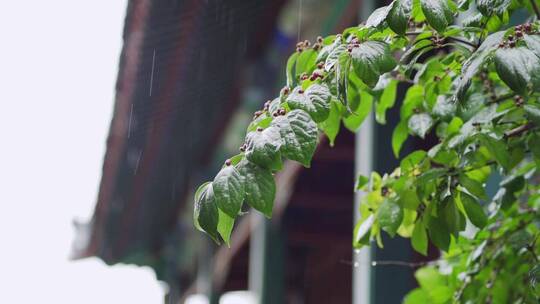 古建筑屋檐雨滴