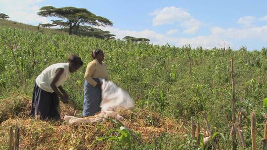 女人在非洲农场的田里工作视频素材模板下载
