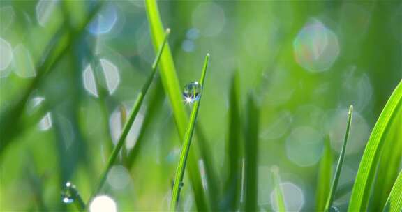 水滴 植物 雨滴 露珠 草地 绿色