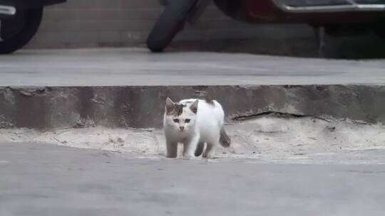 城市街头可爱流浪猫觅食警惕捕捉镜头视频素材模板下载