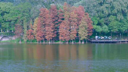 广州麓湖公园落羽杉山林湖景自然风光