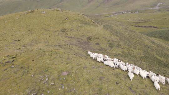 航拍高原牧区草原羊群4K可调色