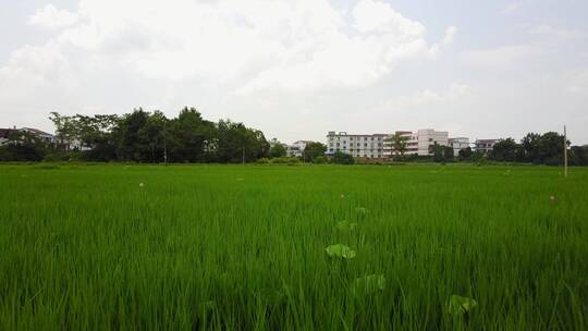 夏季绿色的水稻田视频素材模板下载