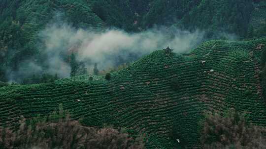 航拍茶山茶园茶叶