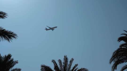 飞机飞过棕榈树的上空